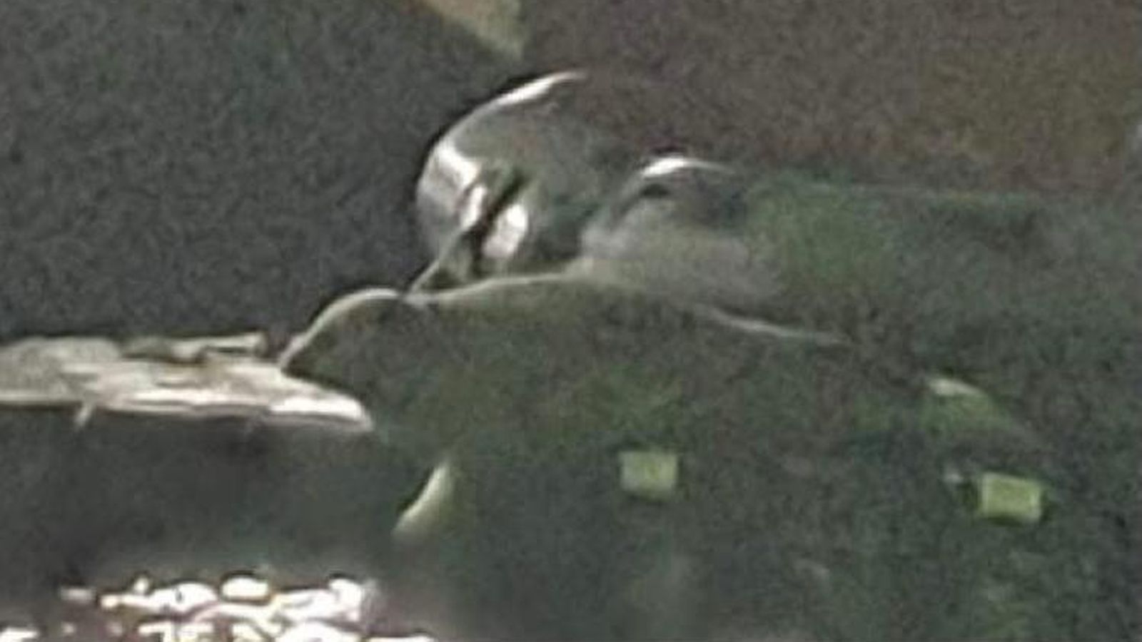 La foca, en el Puerto de Gibraltar