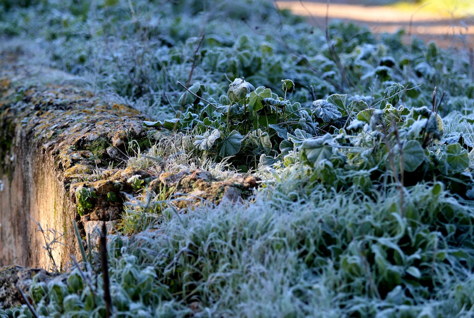 Escarcha en Huelva por la mañana.