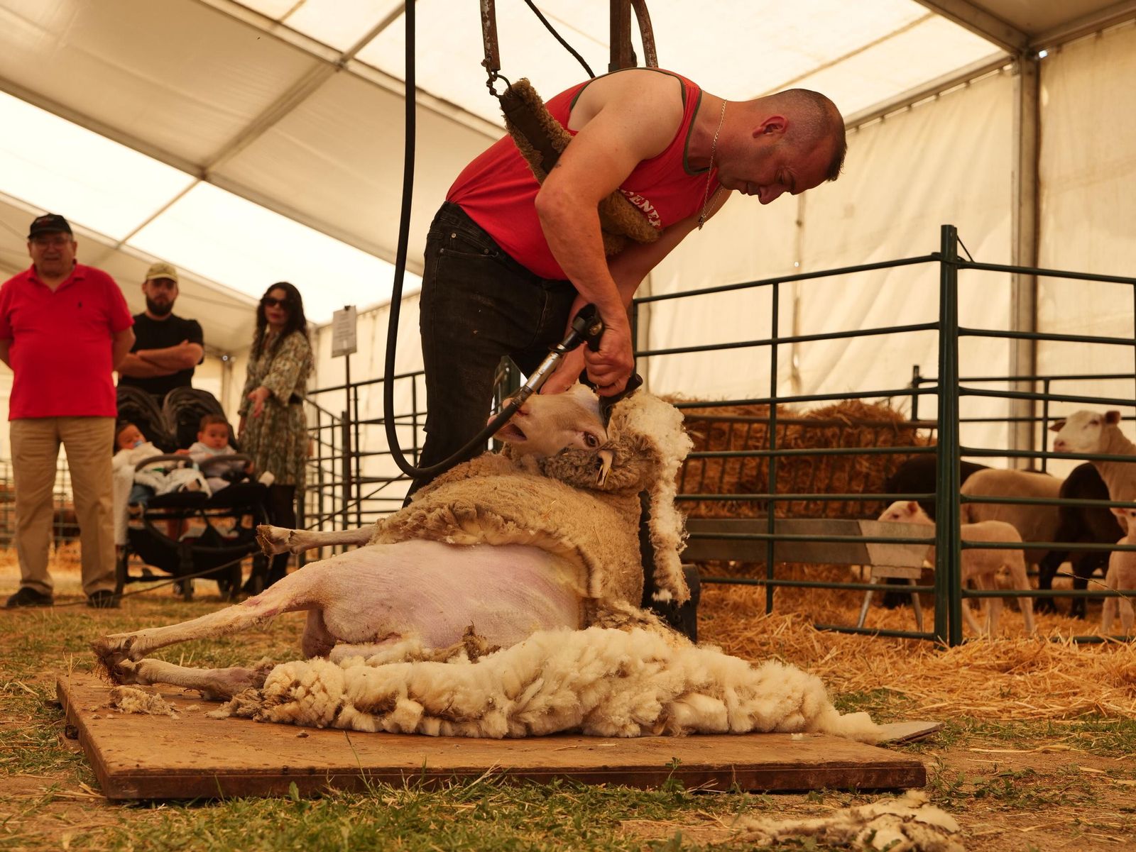 Esquileo en la Feria del Pastoreo de Villaralto de 2024
