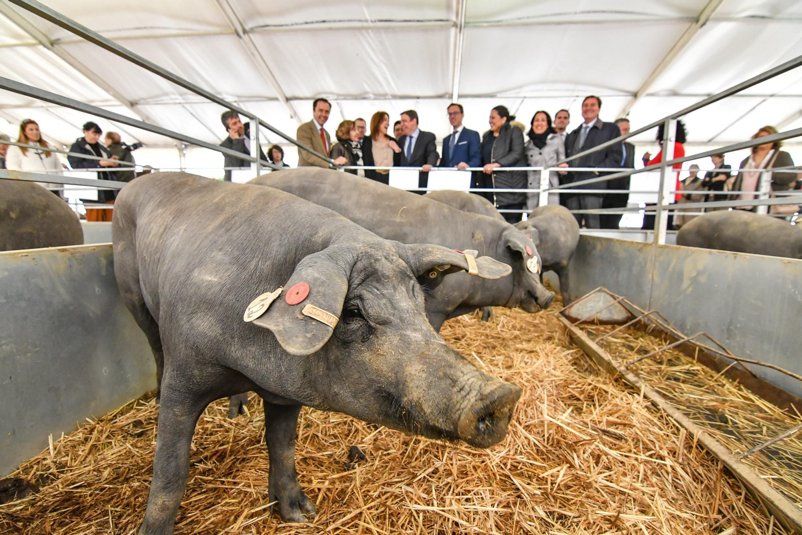Las autoridades observan unos cerdos ibéricos durante la inauguración.