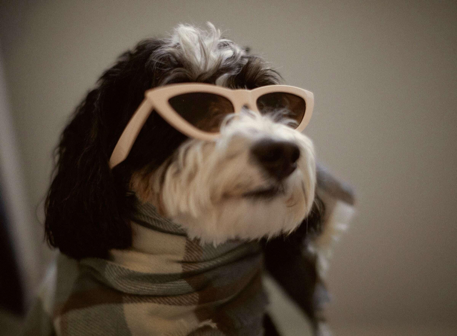 Zara saca una colección de ropa para nuestros perros y os va a encantar