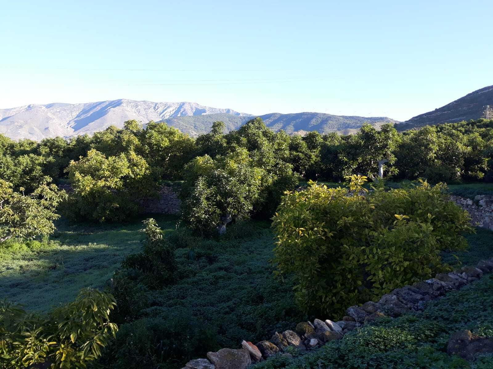 OnTech ampara un proyecto sobre la 'inteligencia' del aguacate