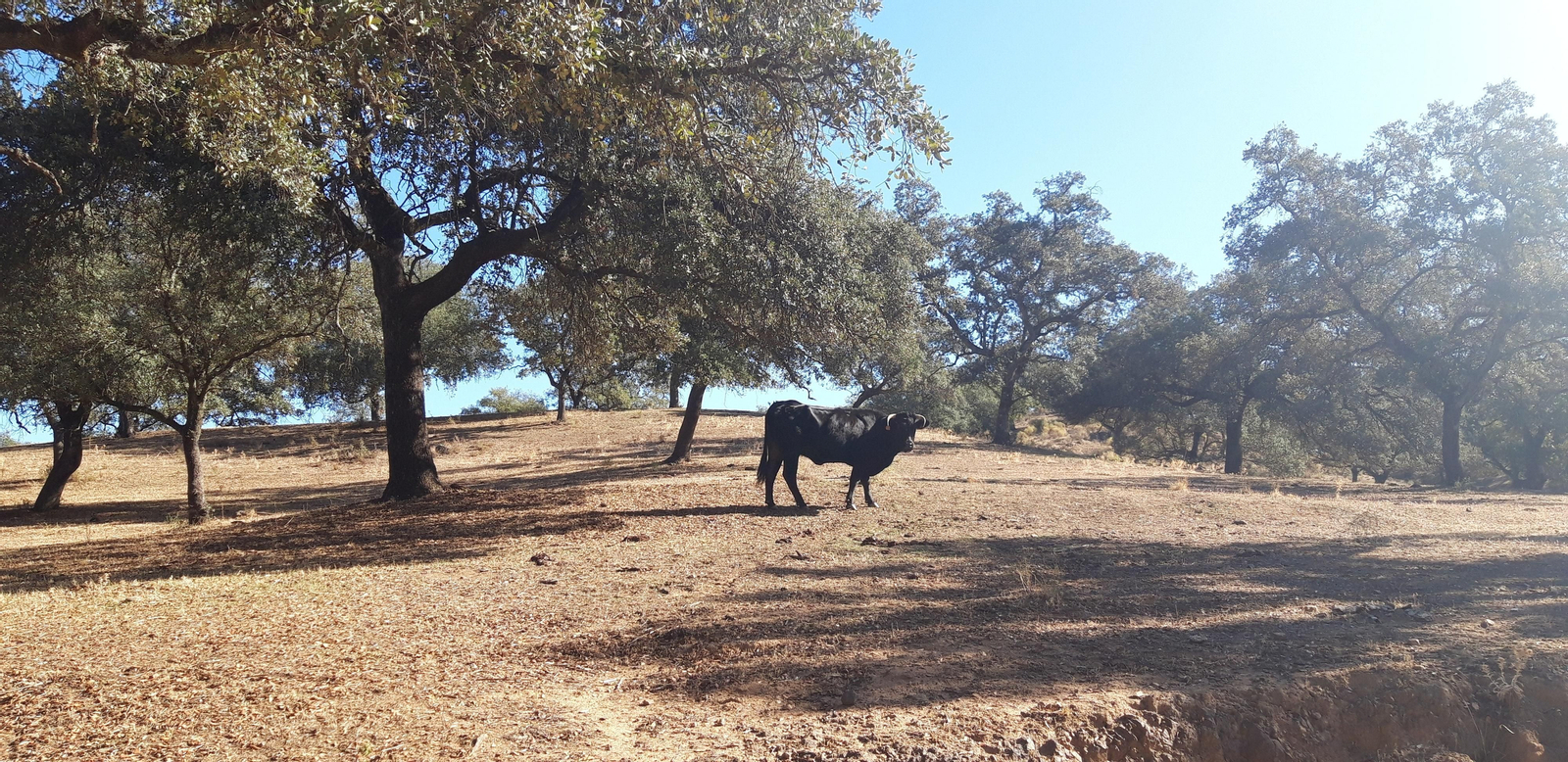 Ojo al ganado que pasta libre en la finca.