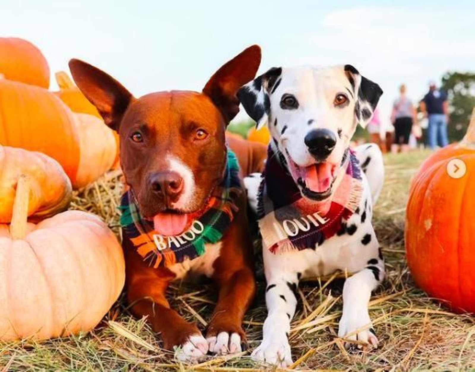 Historias de San Valentín a lo 101 dálmatas