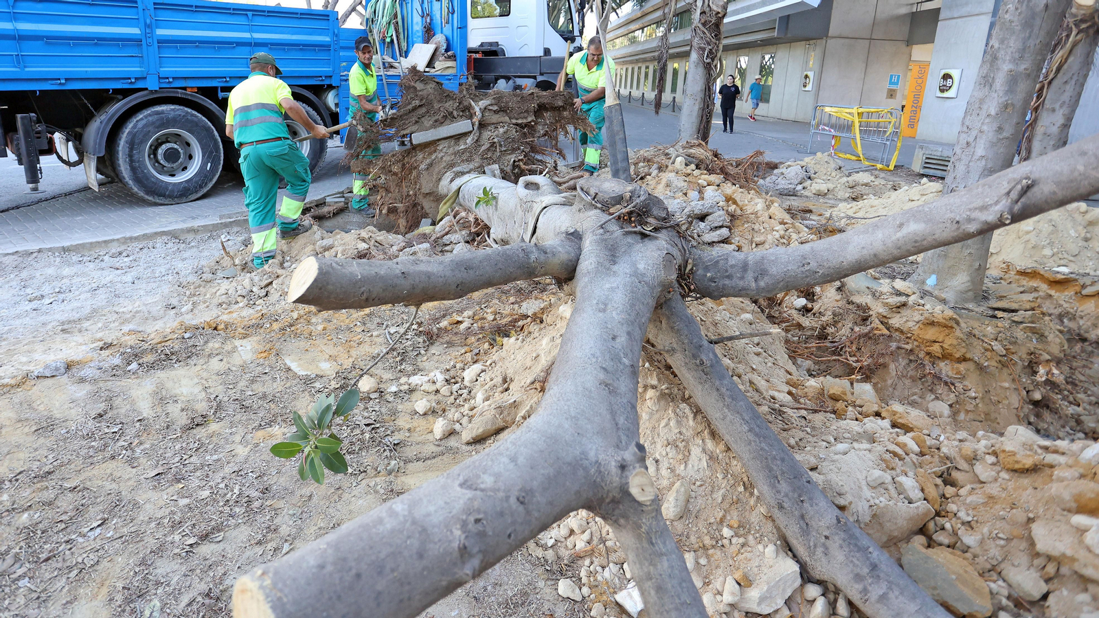 Traslado de los árboles de Chapín