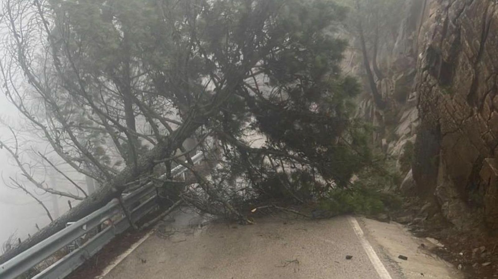 Arbol caido en la MA-8302 entre Estepona y Genalguacil
