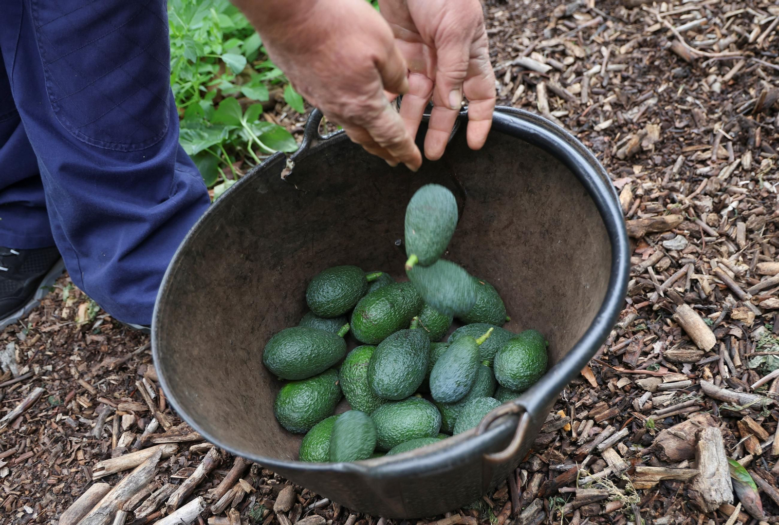 Aguacates de la Axarquía.