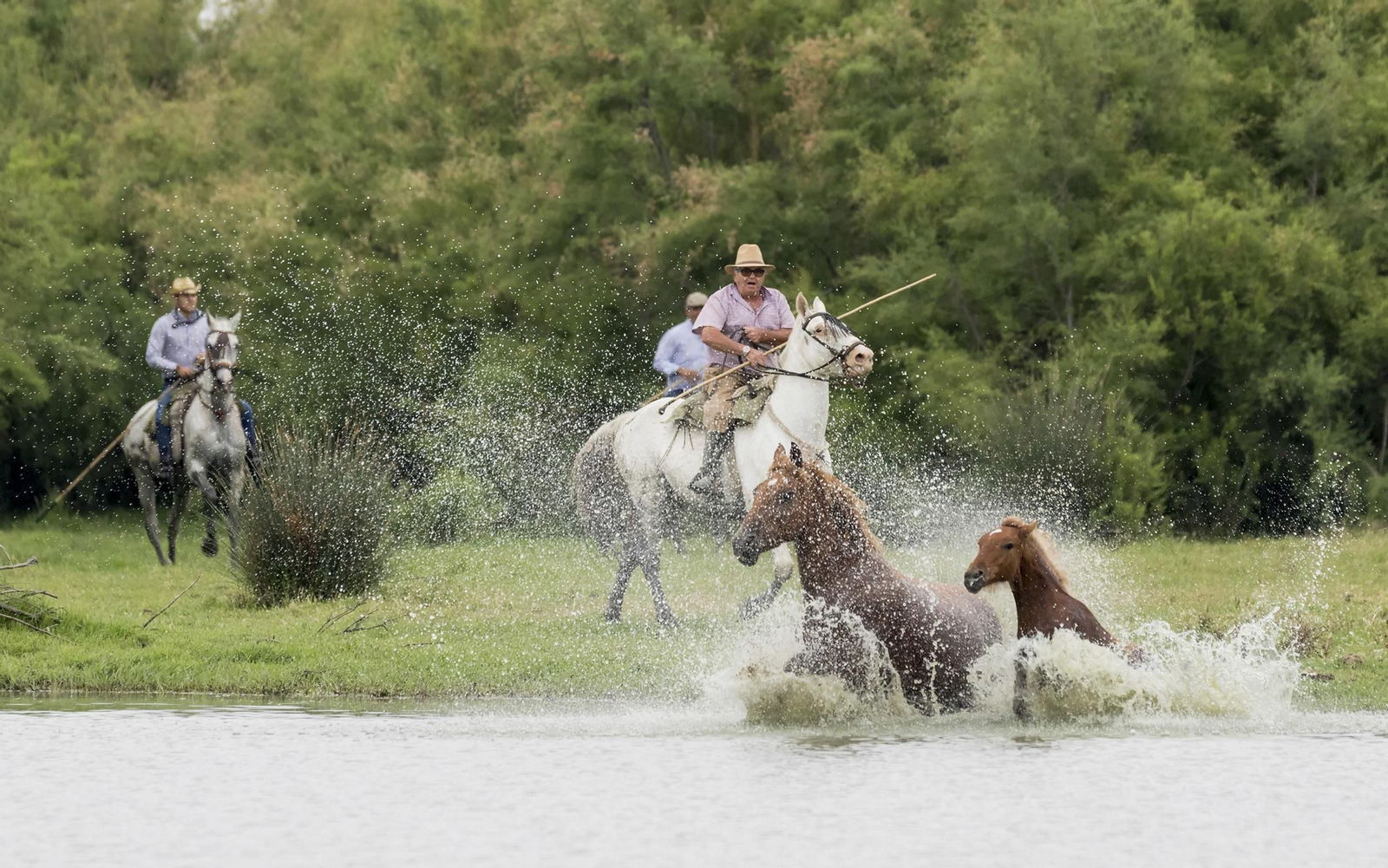 La tradicional y ancestral 'Saca de las  Yeguas', en imágenes