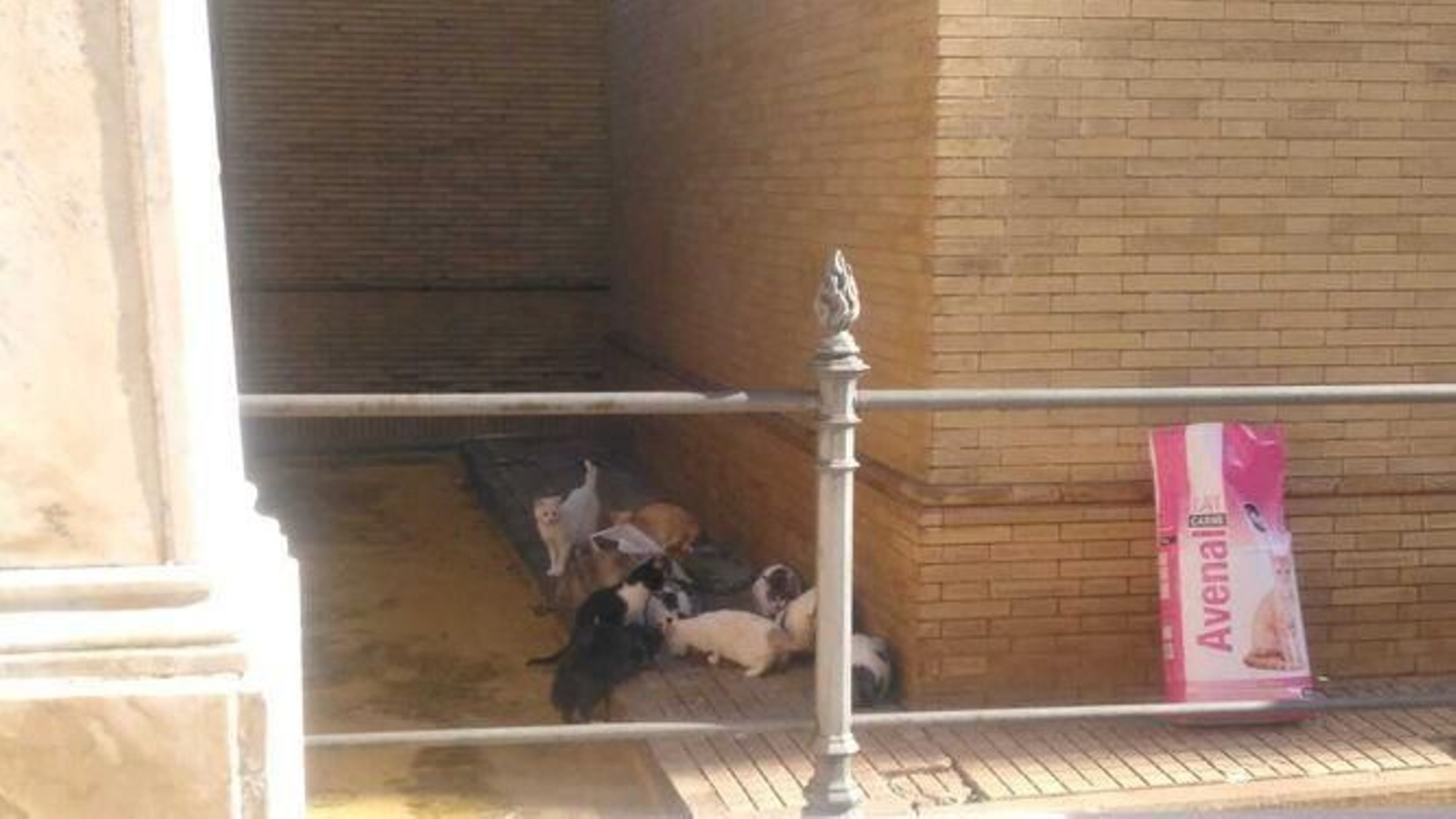 Una colonia felina en el Cementerio de Sevilla