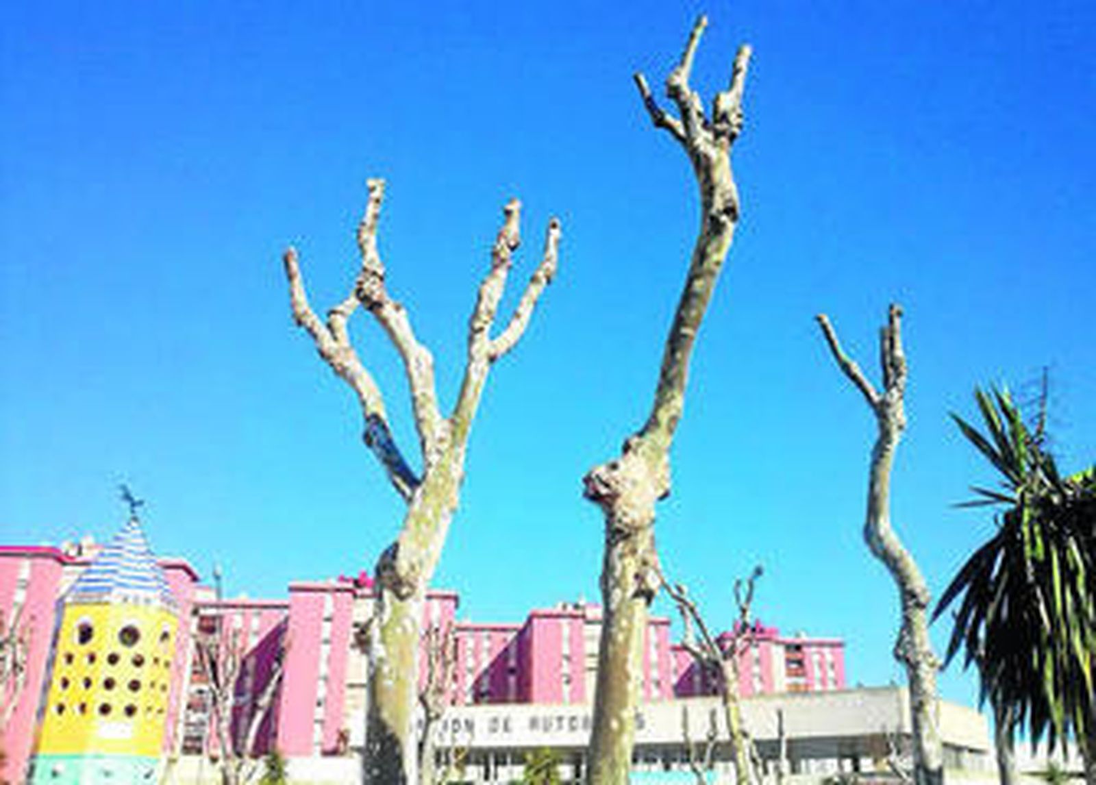 Imagen de árboles podados en la plaza de Europa.