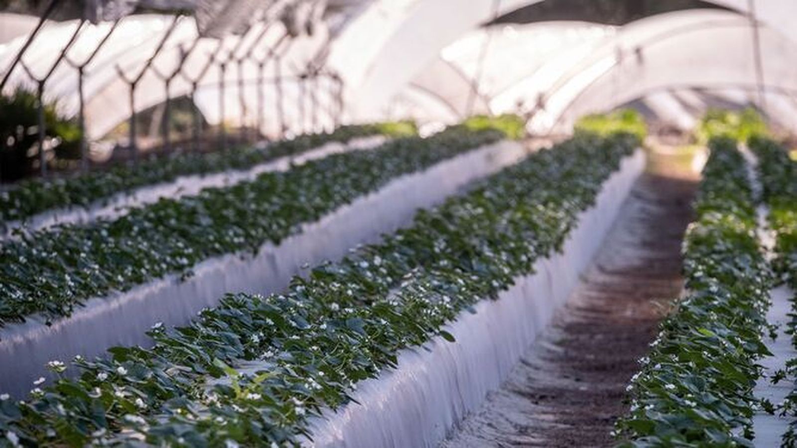 Lomos de fresas en una finca onubense.