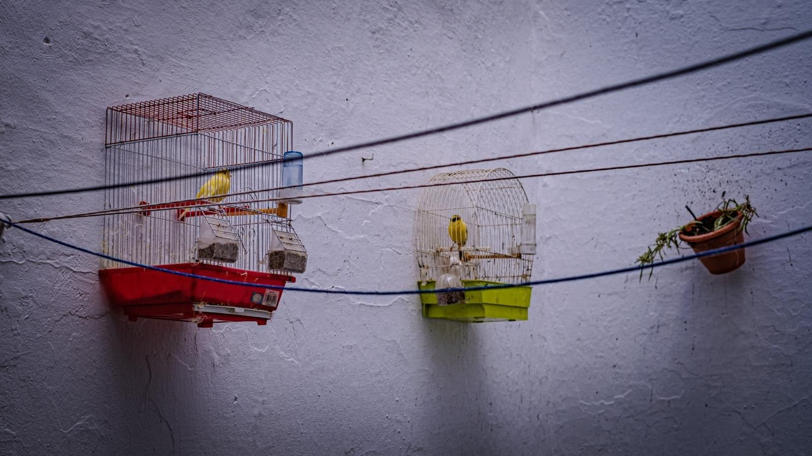 Imágenes de los bloques de la barriada Bazán de San Fernando, rehabilitados o no