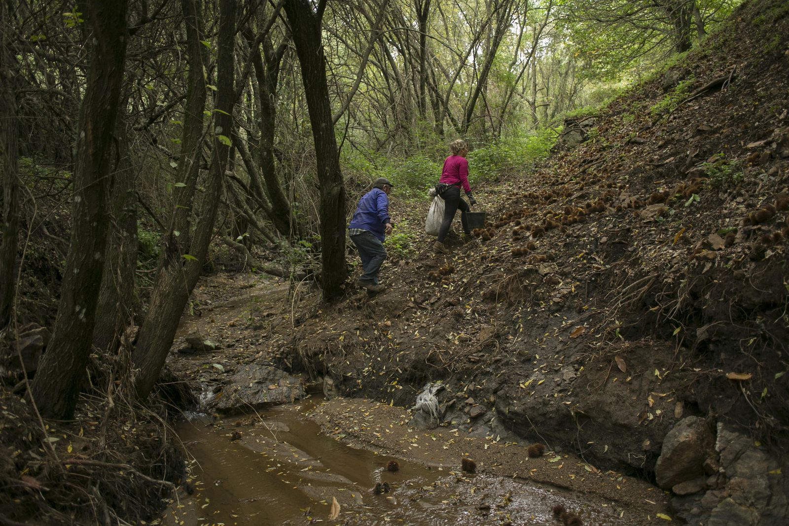 Temporada de castañas en el Valle del Genal