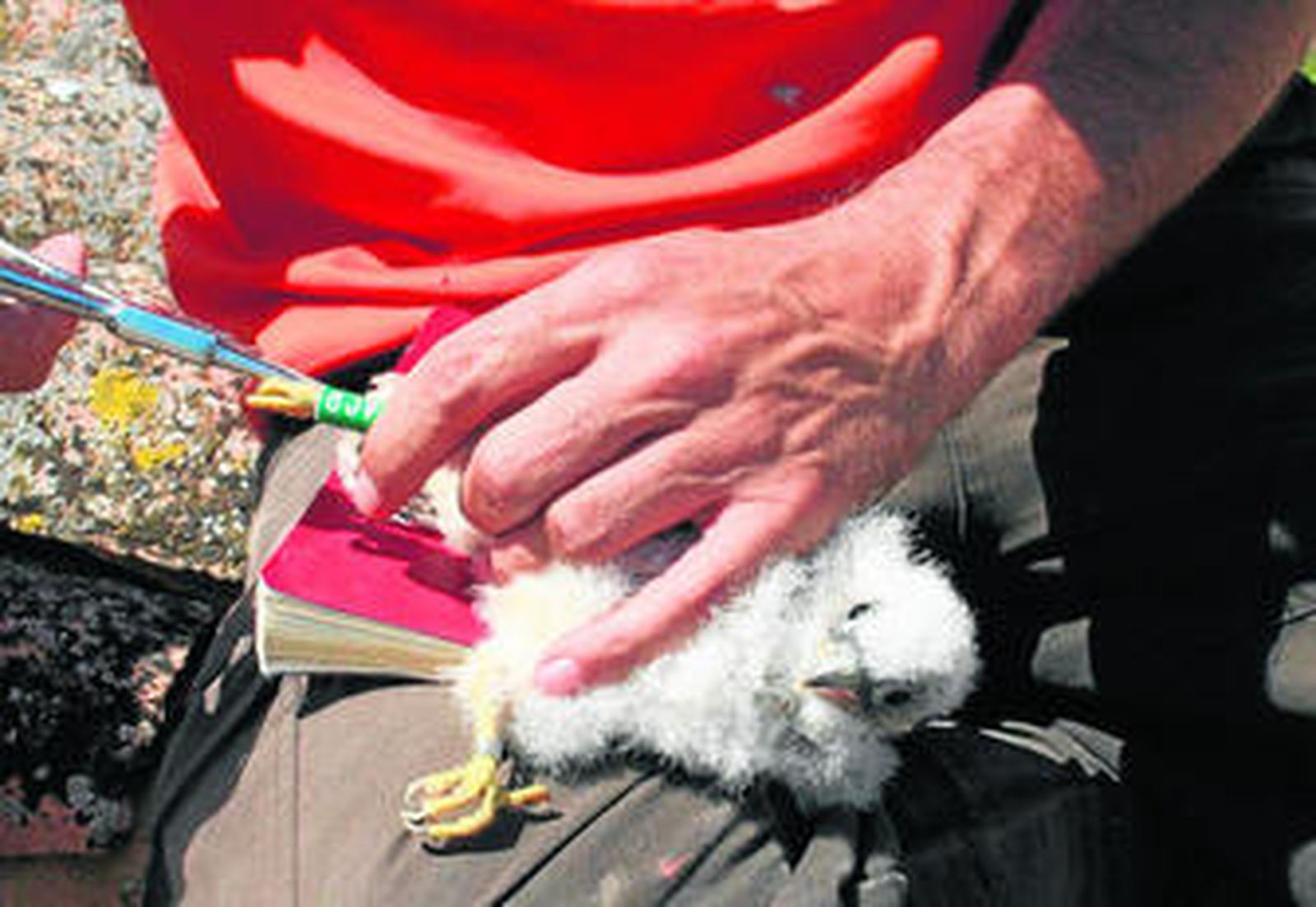 Un agente de Medio Ambiente anilla una cría de cernícalo primilla.