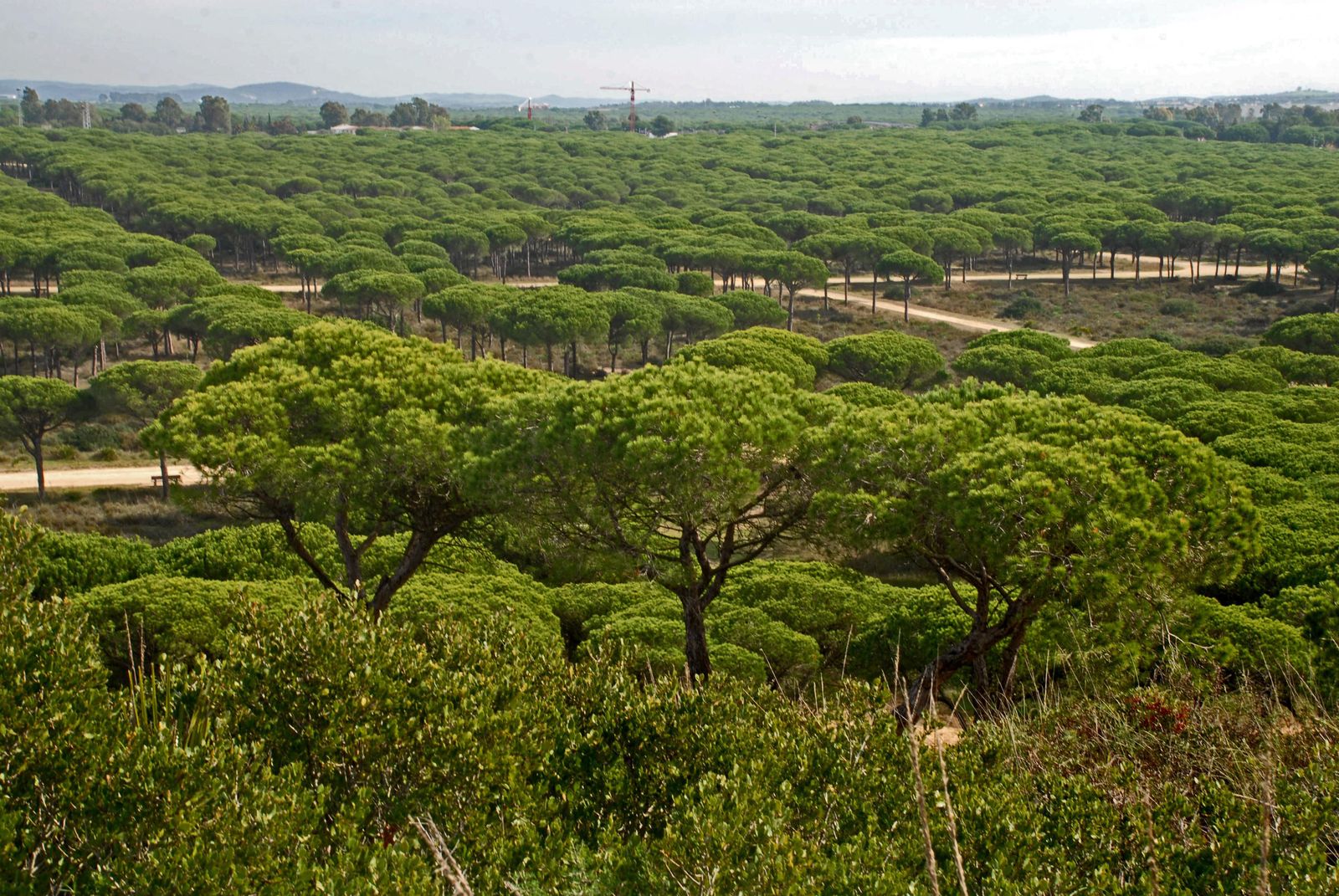 Vista general del Pinar de Hierro en una imagen de archivo.