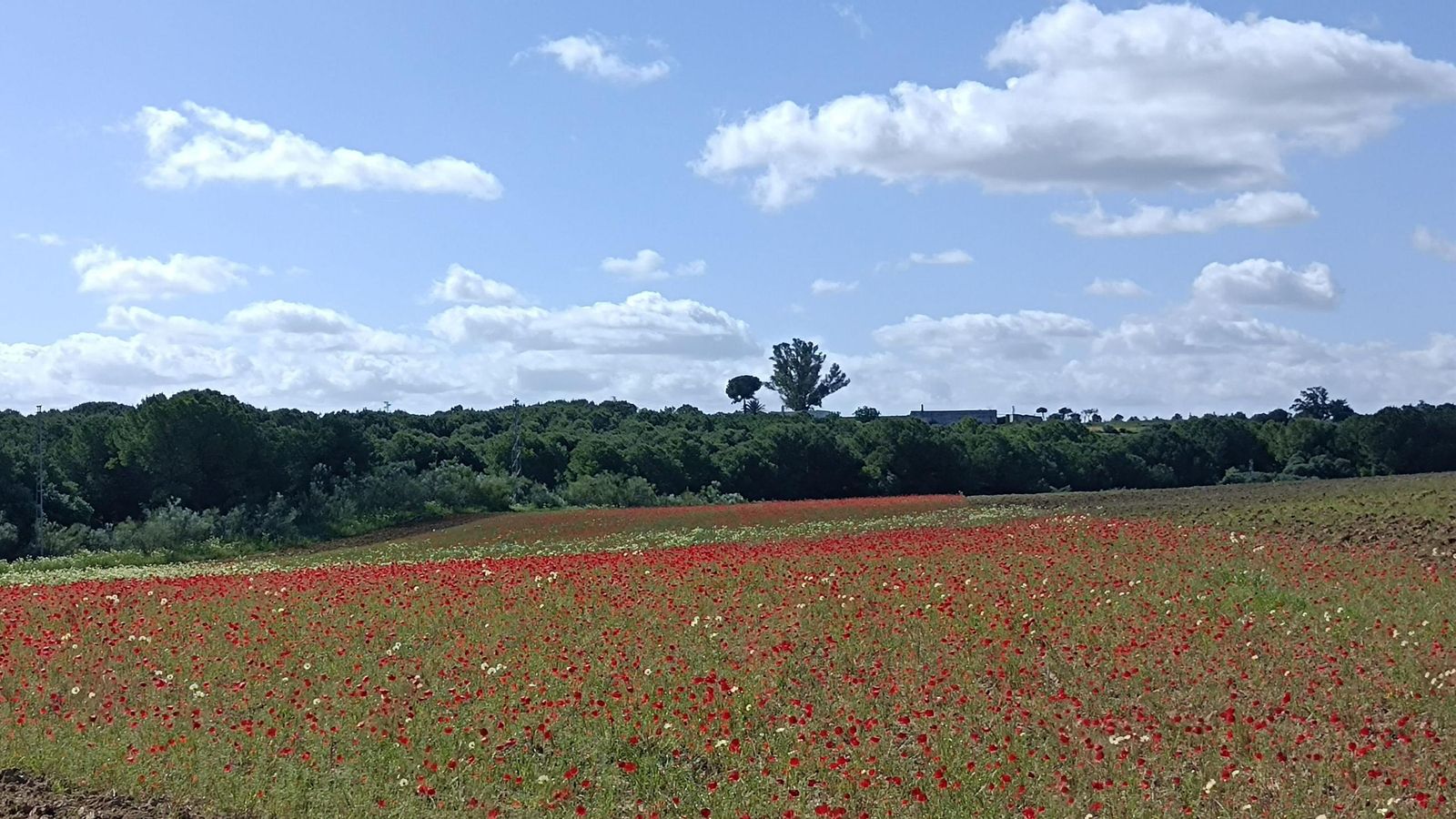 Manto de flores en primavera.