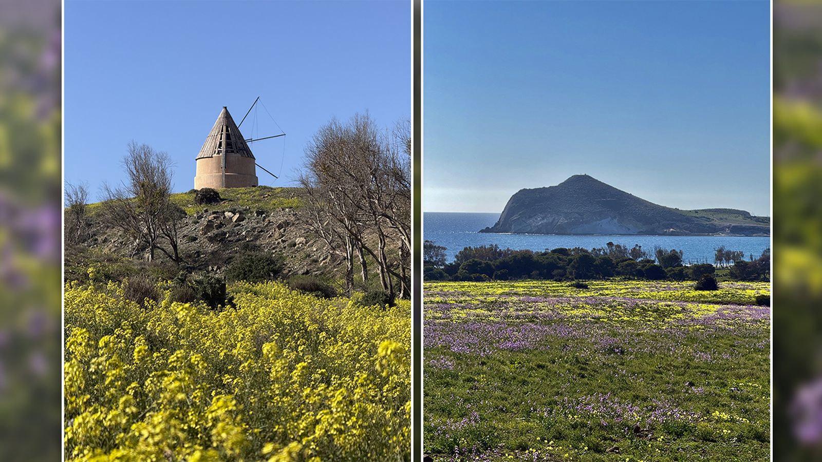 Flores en la playa de Los Genoveses y el el molino del Campillo.