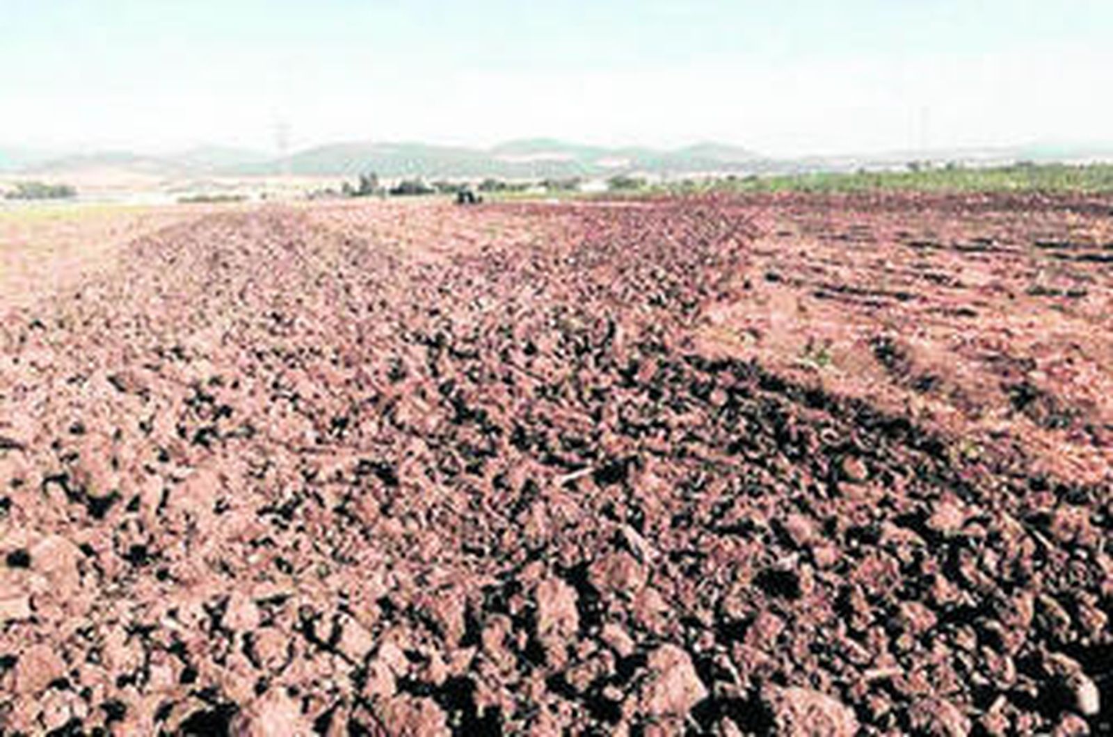 Unos inversores promueven una planta de transformación de fibra