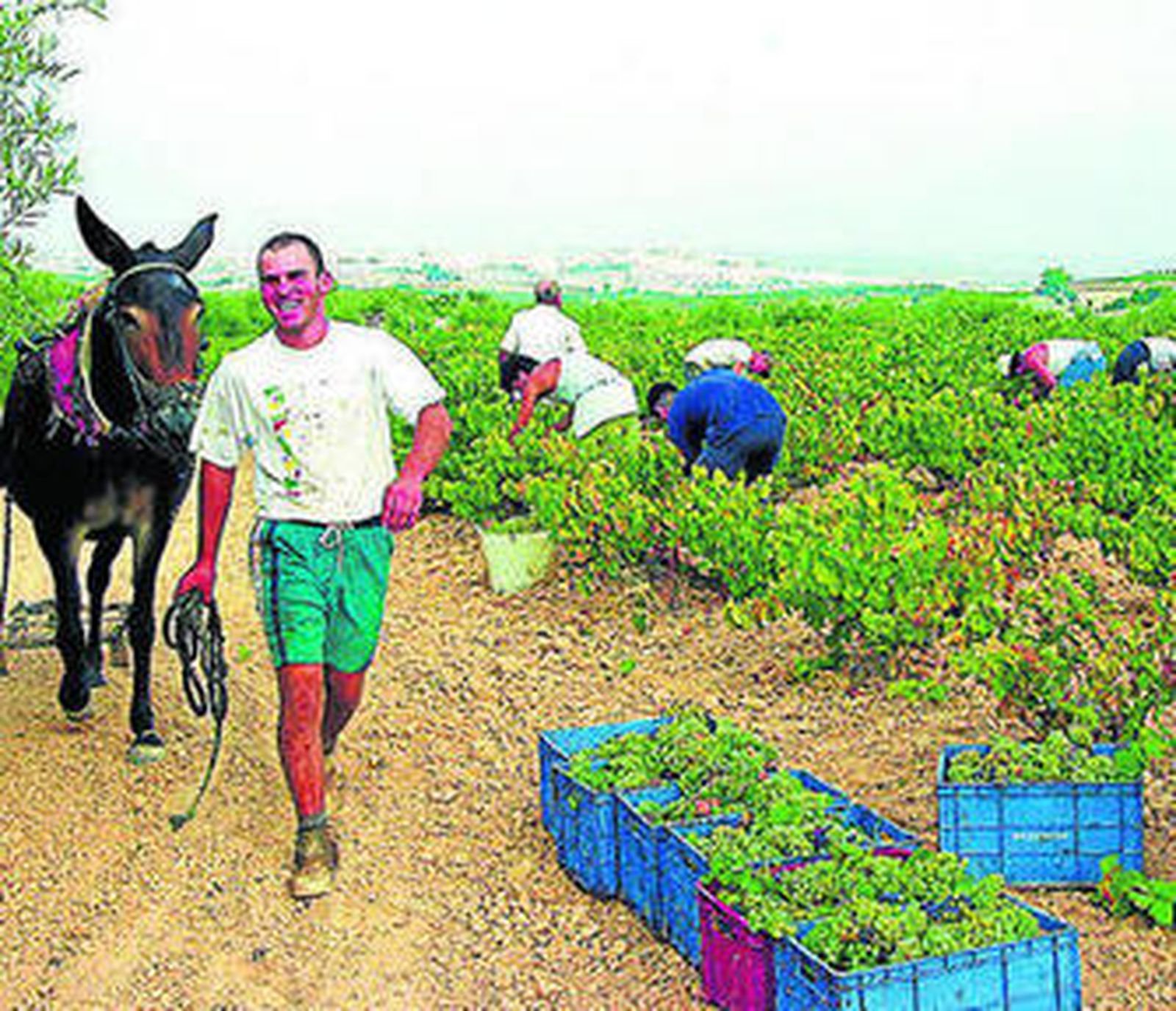 Recogida de un viñedo en la vendimia de este año.