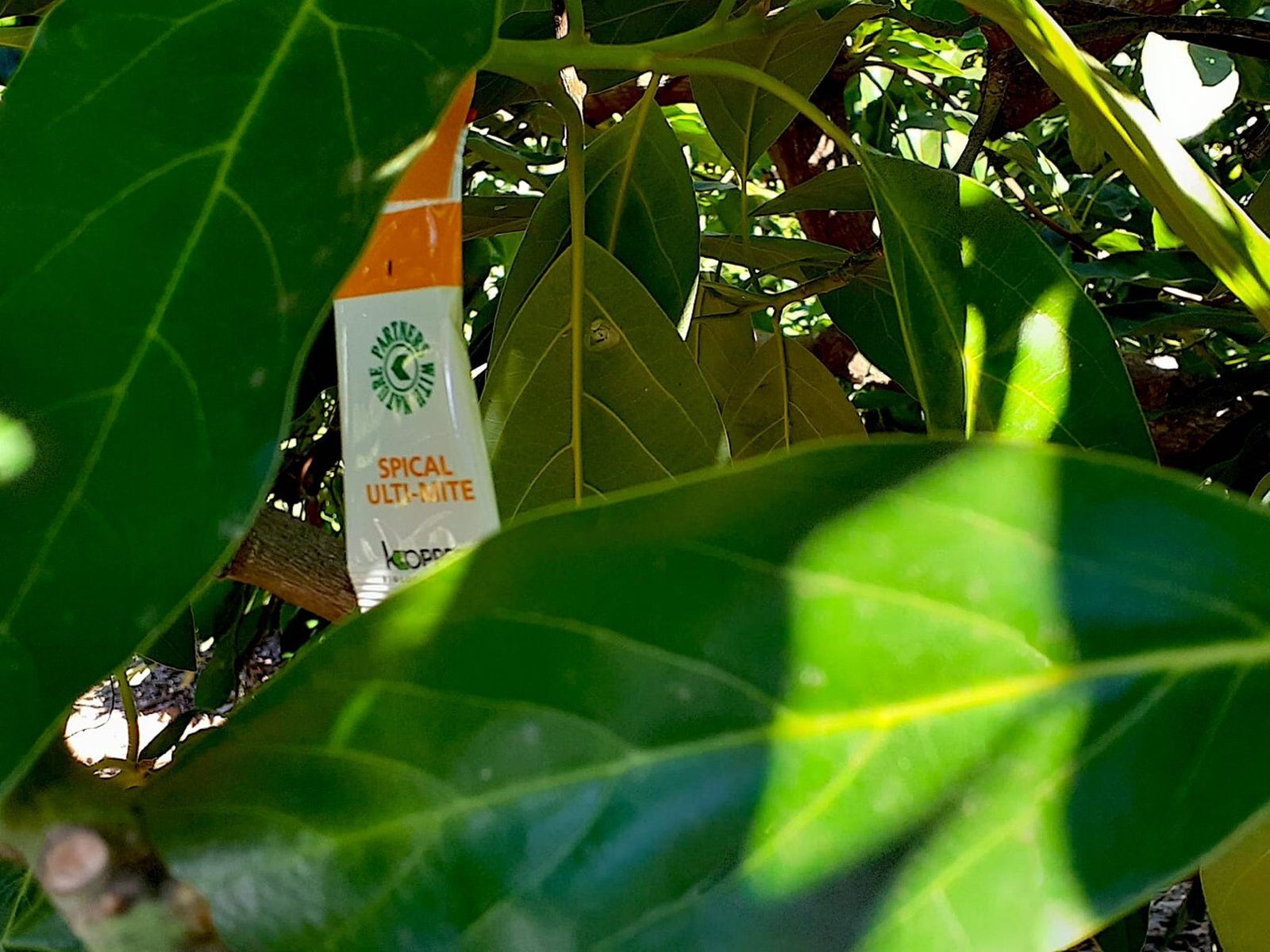 Spical UltiMite, protocolo de Koppert