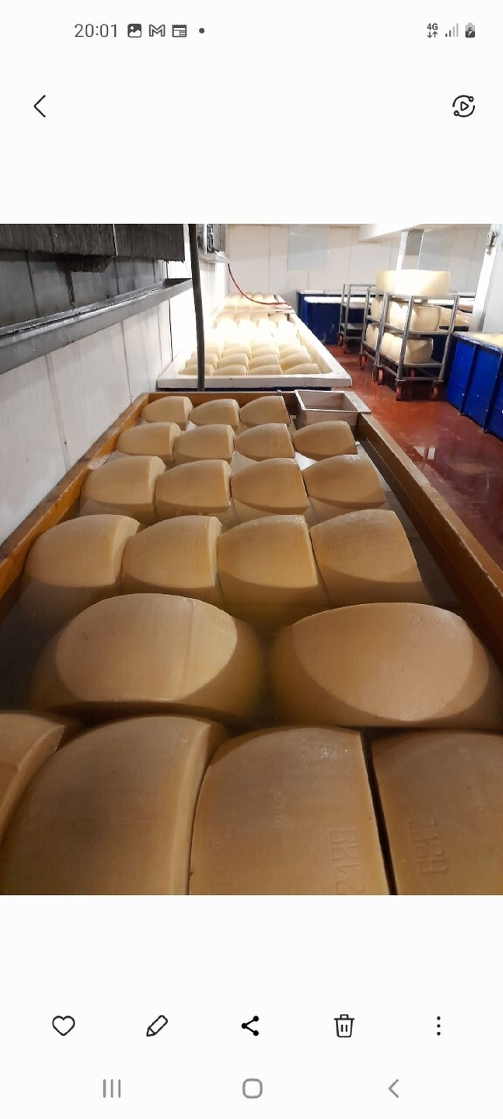 Quesos parmigianos en su baño de salmuera