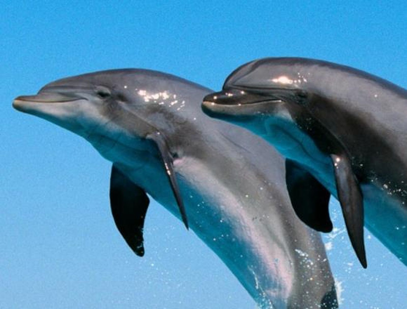 Los delfines se llaman por su nombre
