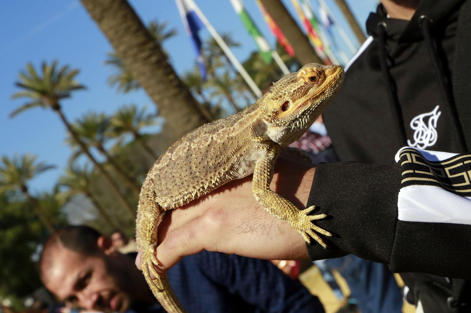 Imágenes de San Antón 2020 en Jerez