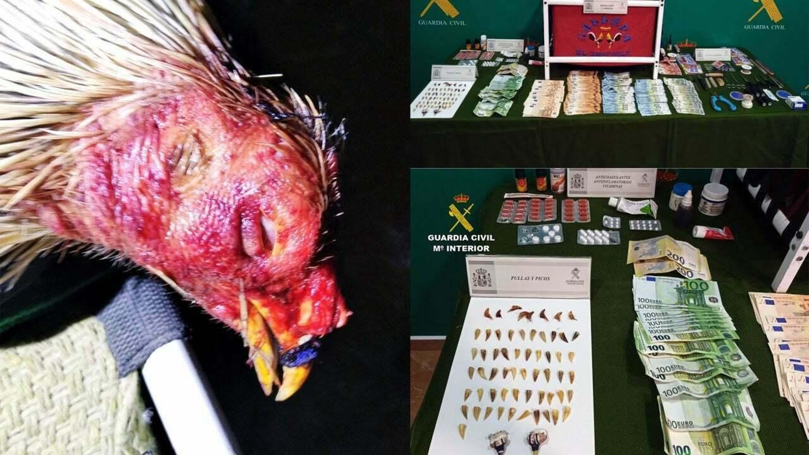 Desmantelan en una nave de Murcia un tentadero ilegal de peleas de gallos