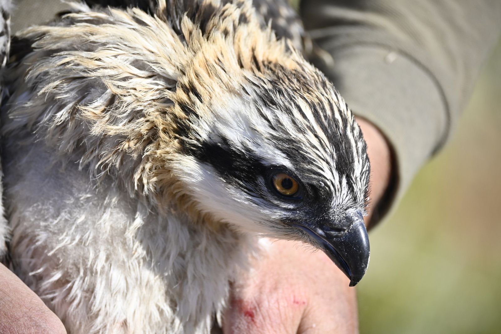 Anillamiento de tres pollos de águila pescadora nacidas en el Paraje Natural Marismas del Odiel