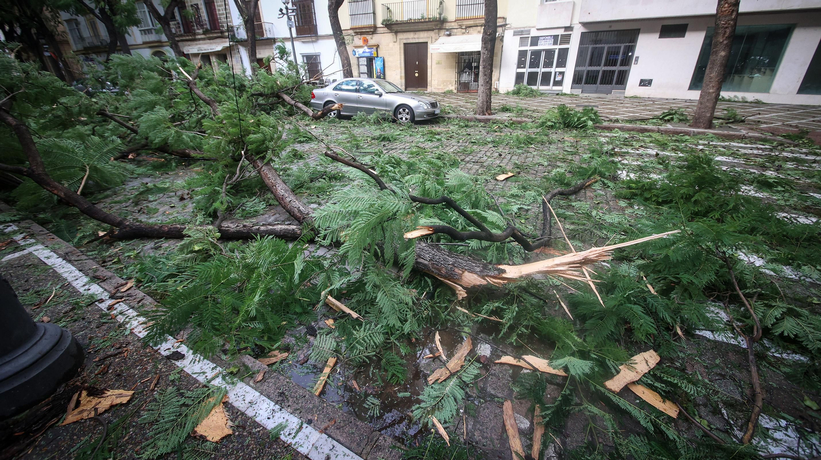 Caos en Jerez por los destrozos del temporal de viento