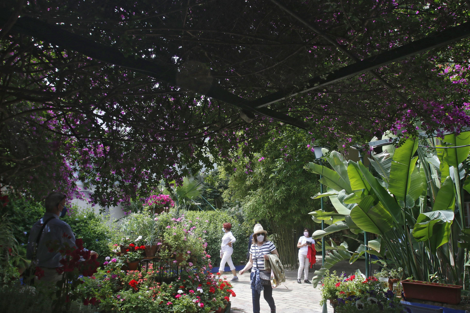 Ruta Regina - Realejo de los Patios de Córdoba, en imágenes