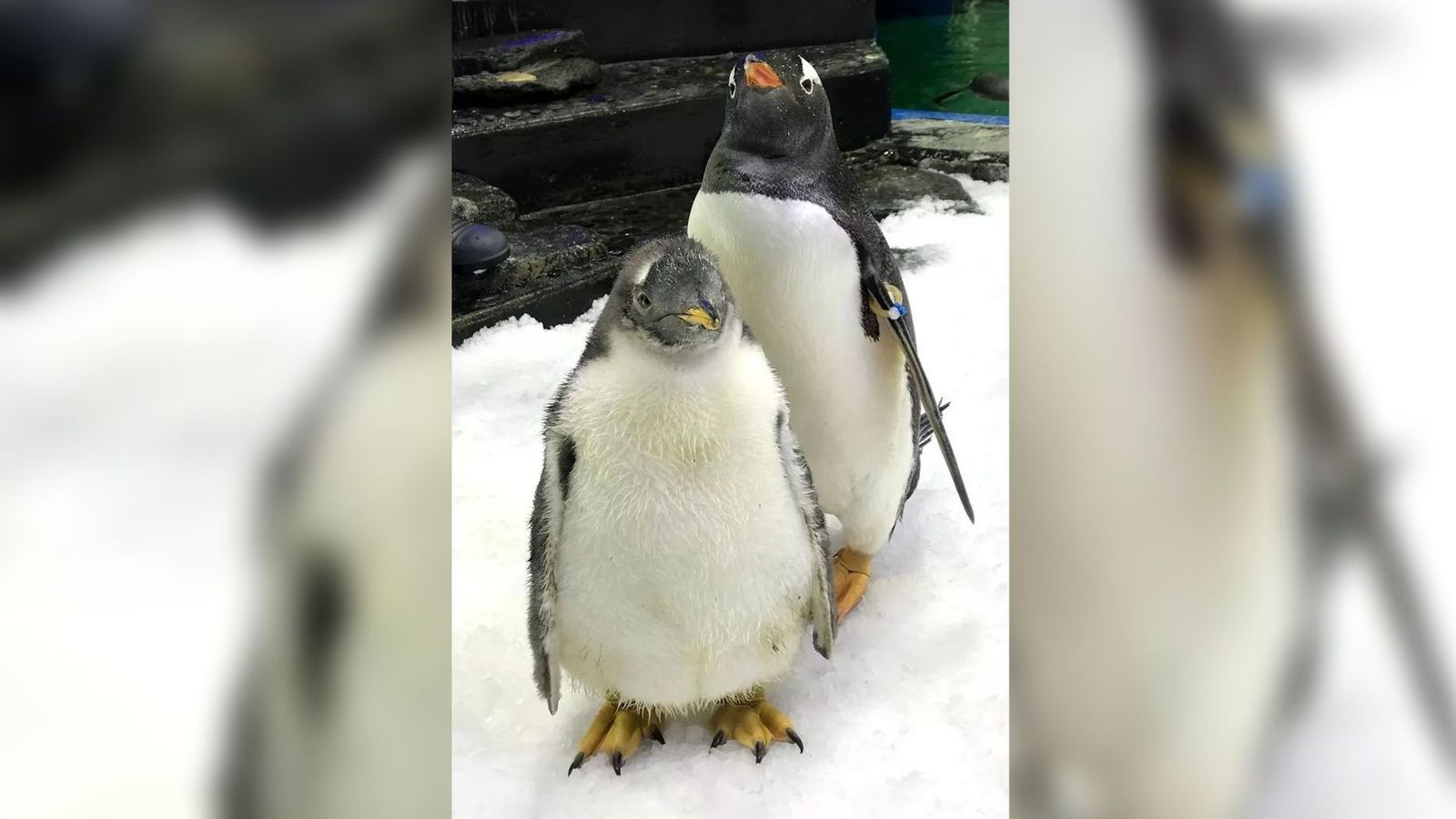 Fotografía cedida por el Acuario SEA Life Sydney donde se observa al pingüino Sphen (atrás) en Sydney (Australia).