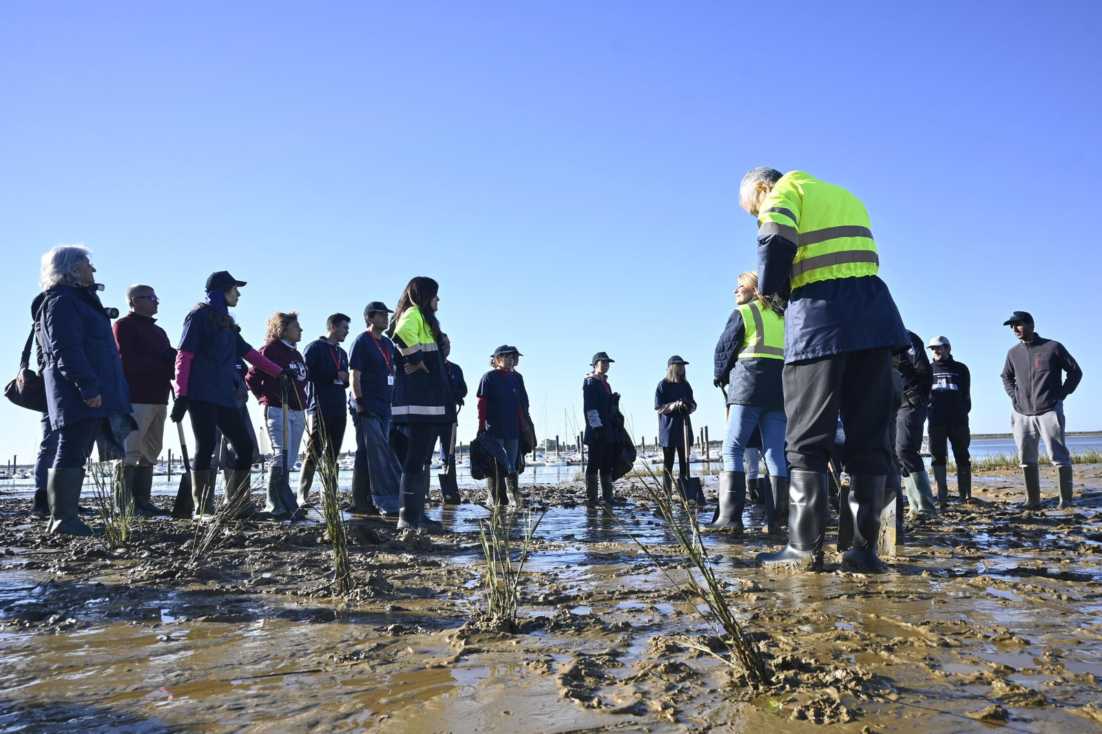 Plantación de la especie autóctona Espartina Marítima en imágenes
