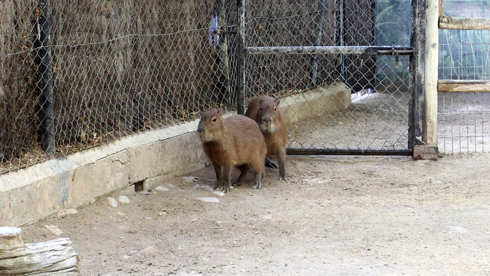 Visita a la escuela de verano en el Zoo de Jerez