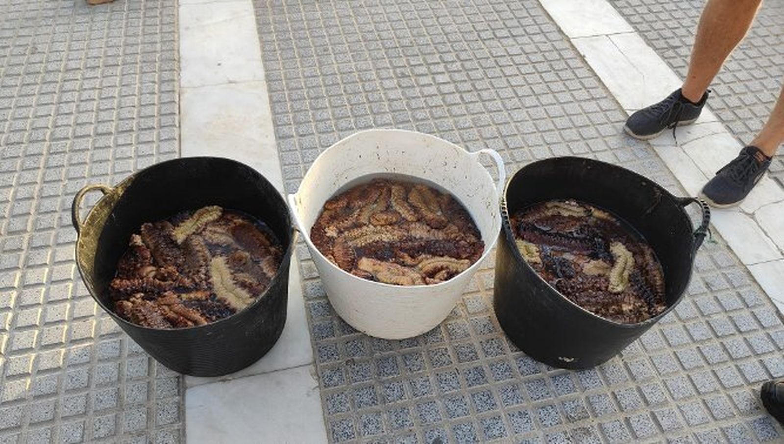 Capachas de holoturias intervenidas por la Policía Local de Cádiz.