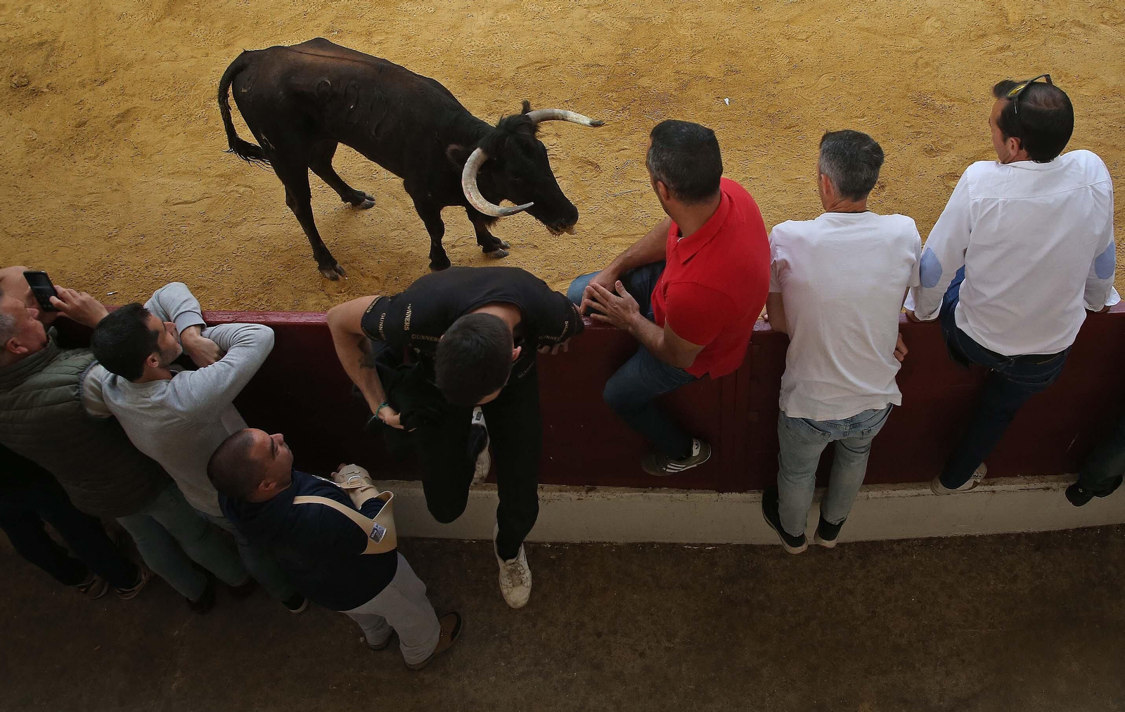 Fotos del Toro Embolao en Los Barrios