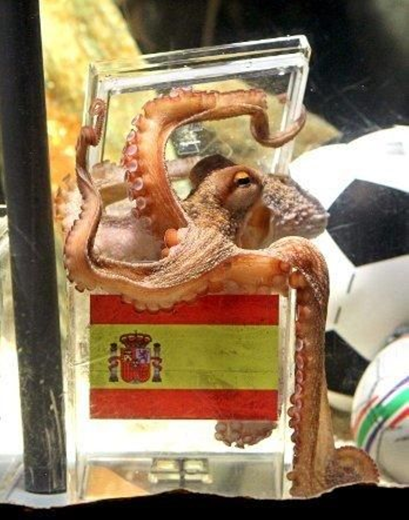 Paul no está en venta