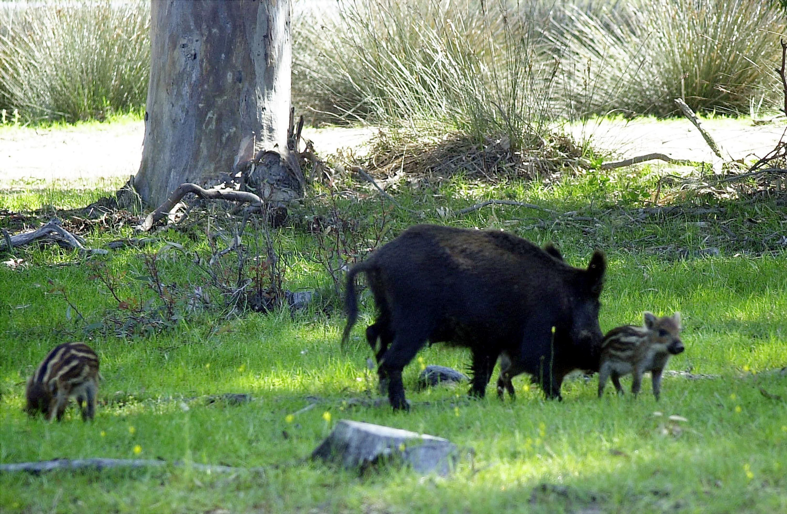 Parque Nacional de Doñana: ¿por qué se llama así?