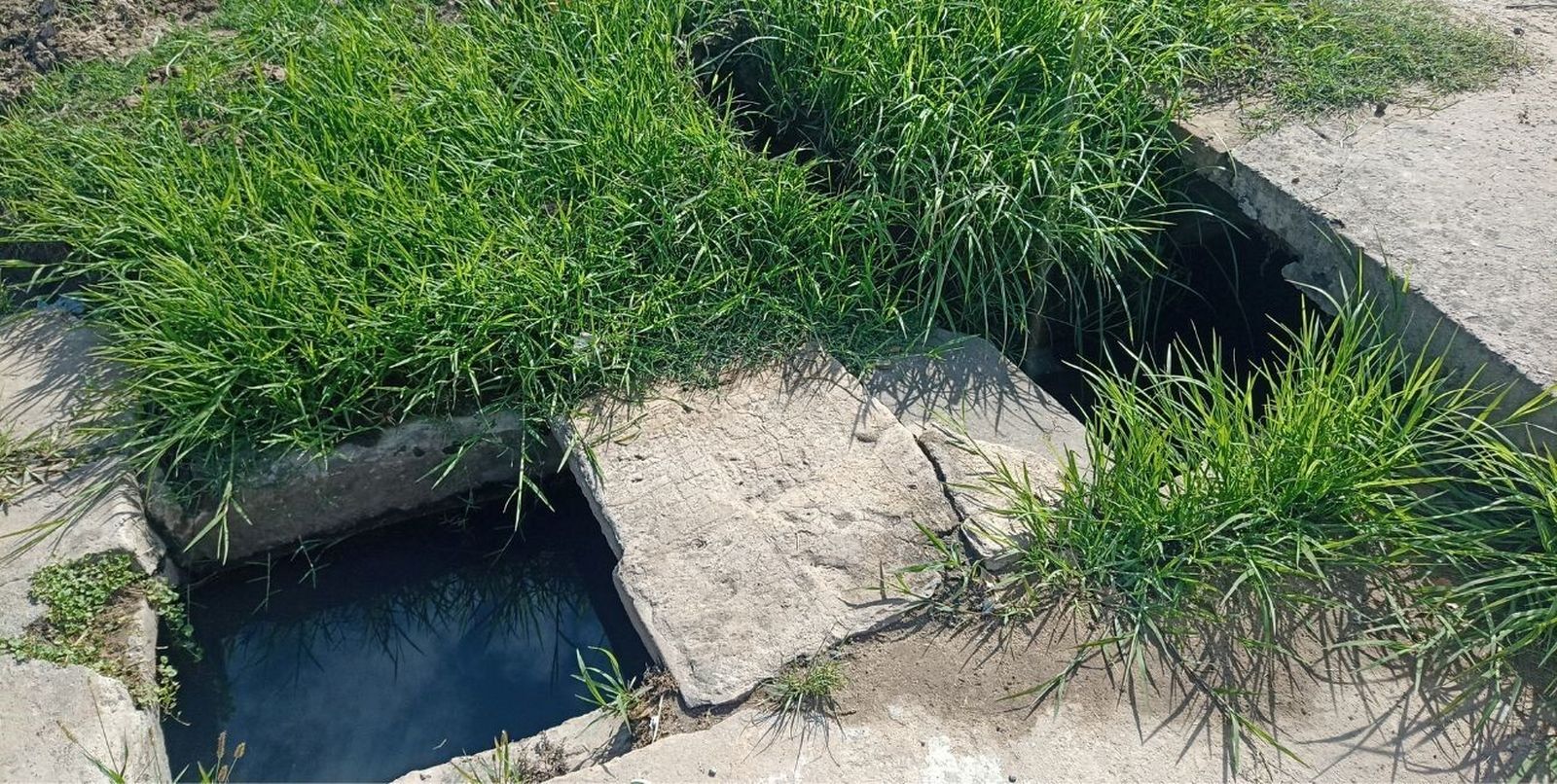 El agua estancada favorece la presencia de mosquitos.