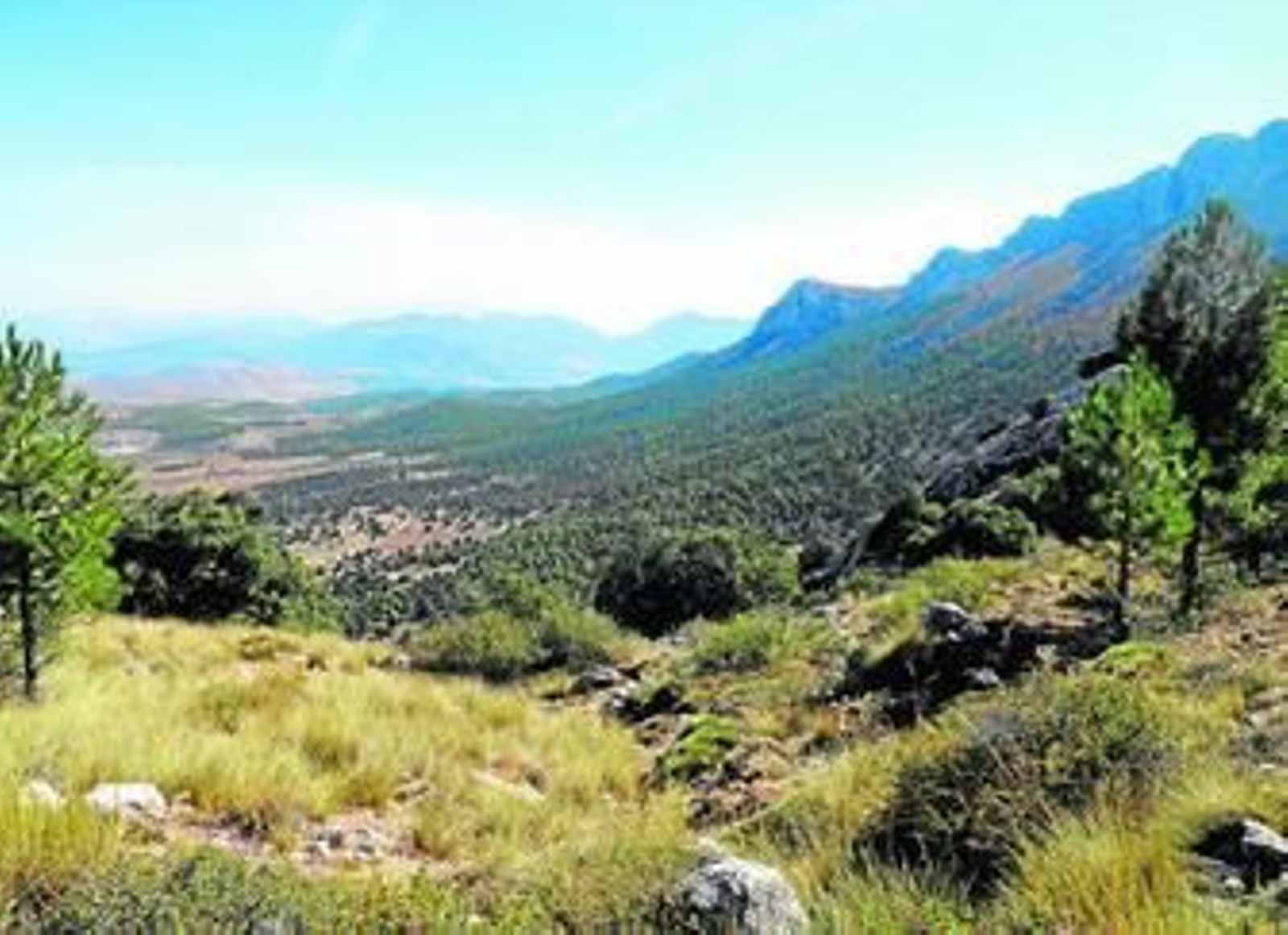 El Parque Natural Sierra María-Los Vélez se ha convertido en refugio del 26% de las especies de mariposas que conviven en el territorio español.