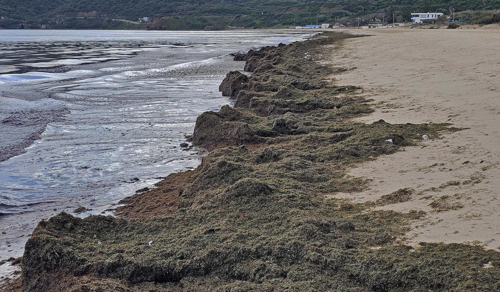 Fotos del nuevo arribazón de alga invasora en la playa de Getares en Algeciras