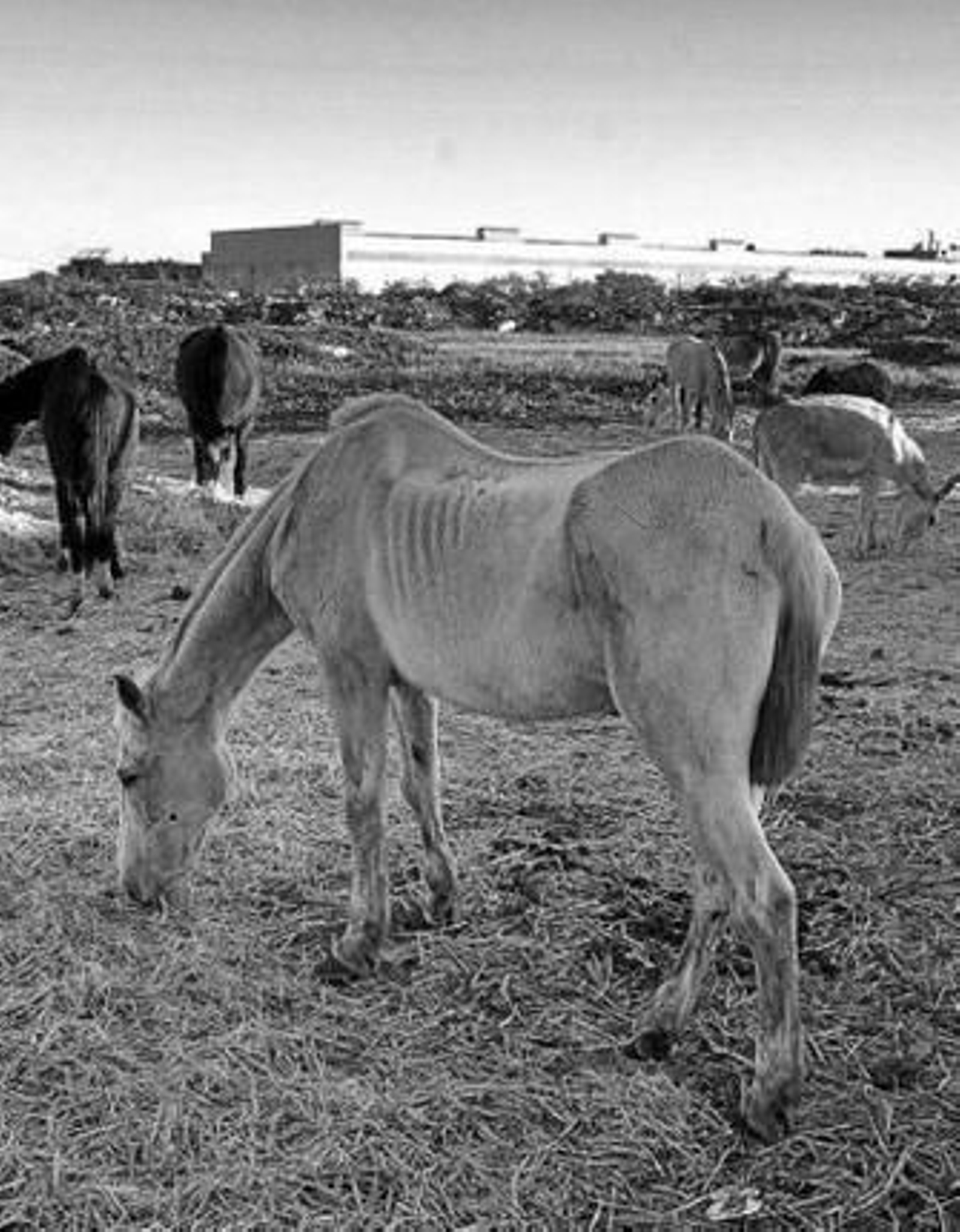 Imagen de varios de los caballos que están sueltos cerca del Higuerón.