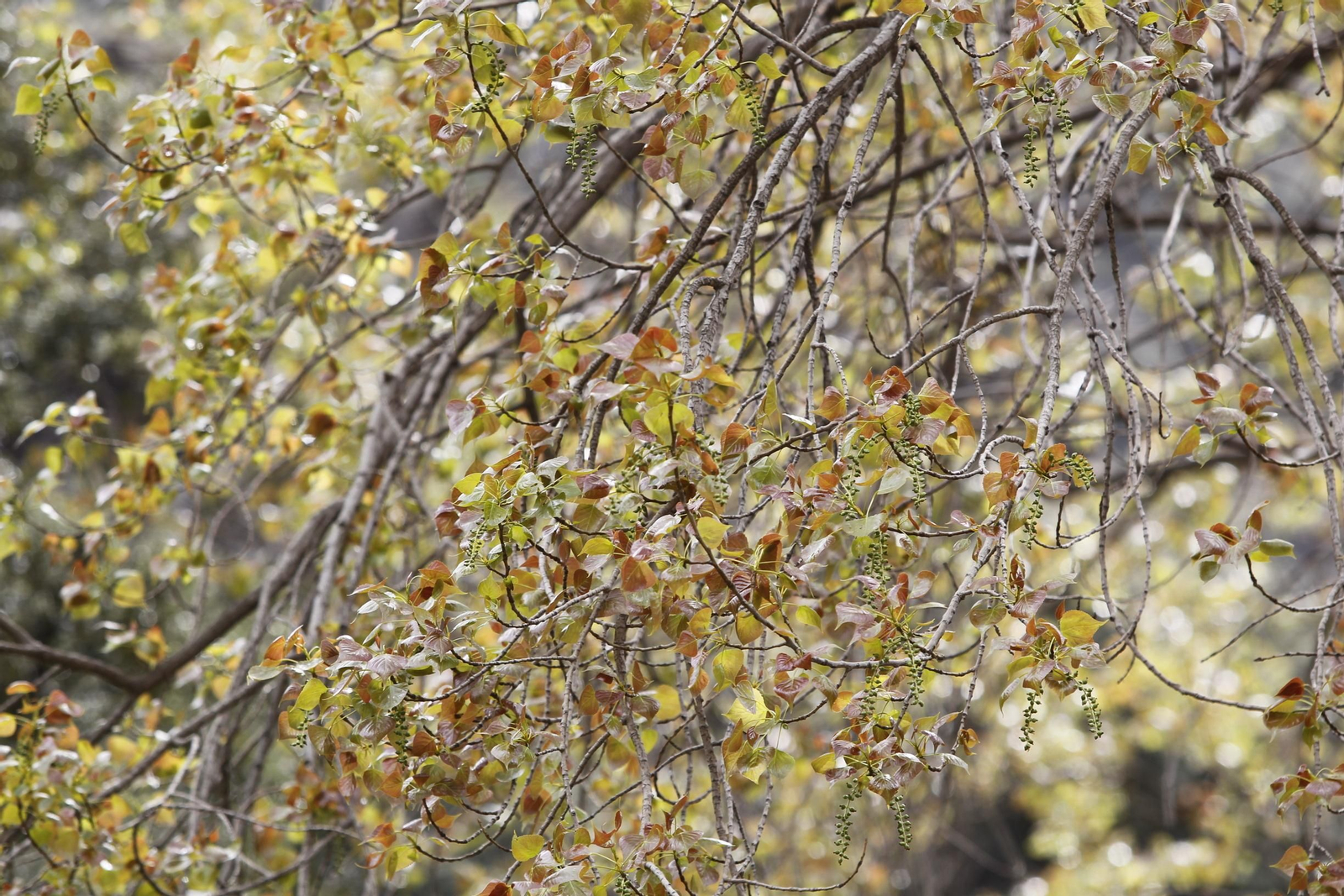 Naturaleza desconfinada. La Roza (Abrucena)