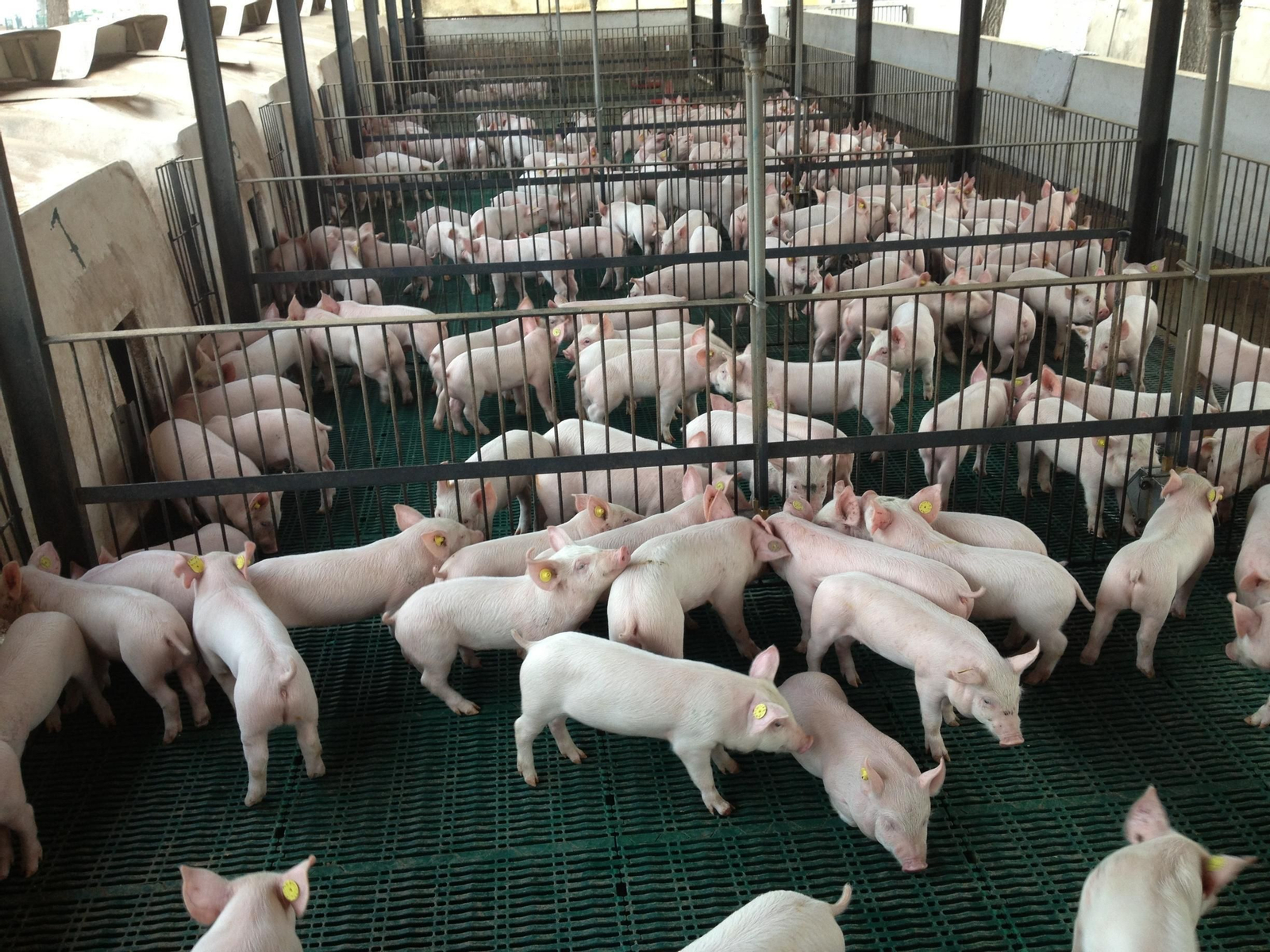 Explotación de ganado porcino.