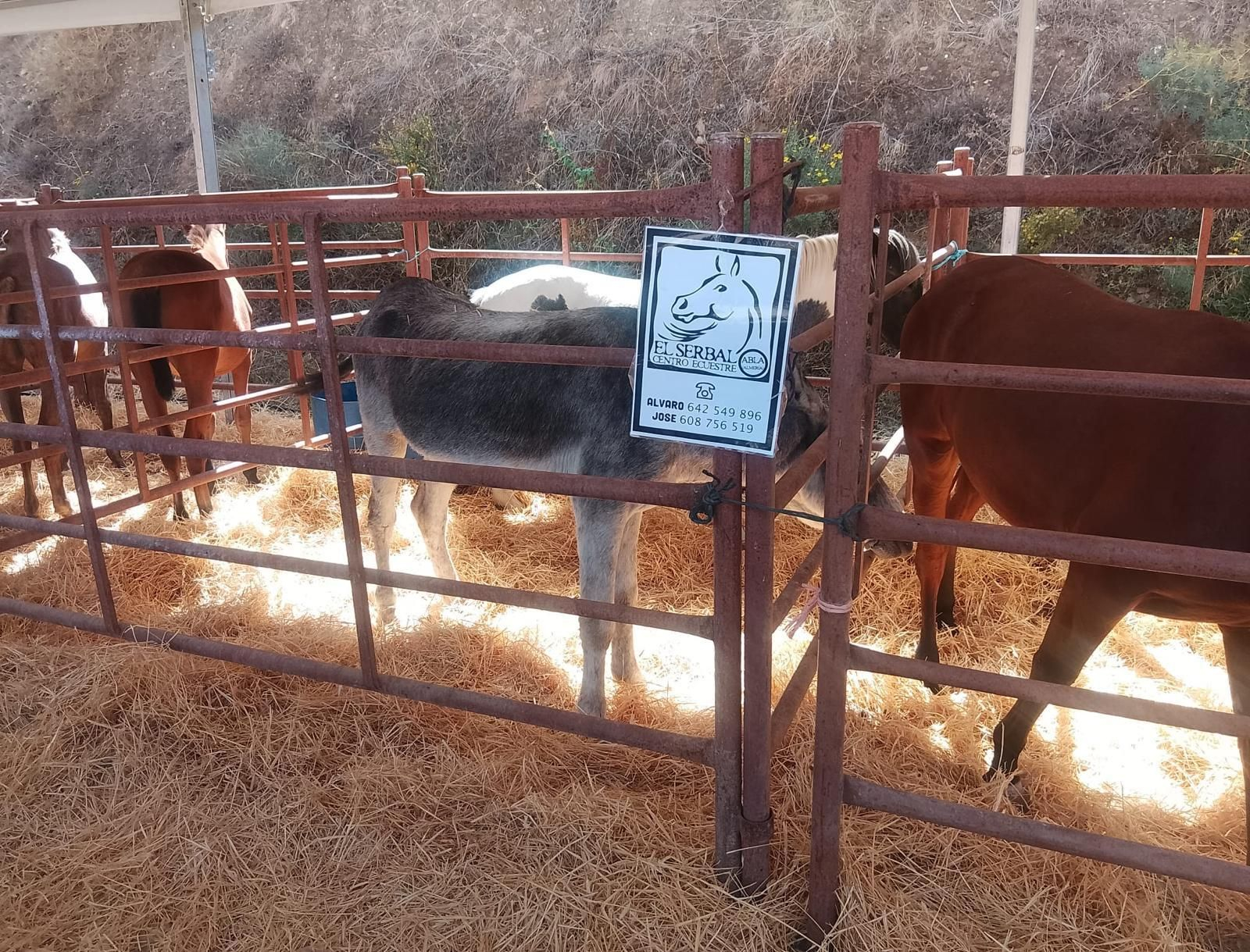 Así se ha vivido la II Feria Equina de Abla
