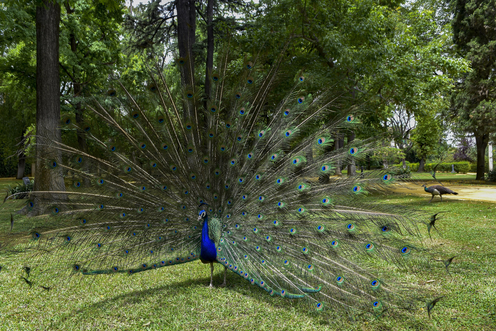En el corazón del Alcázar de Sevilla: vuelta a la normalidad