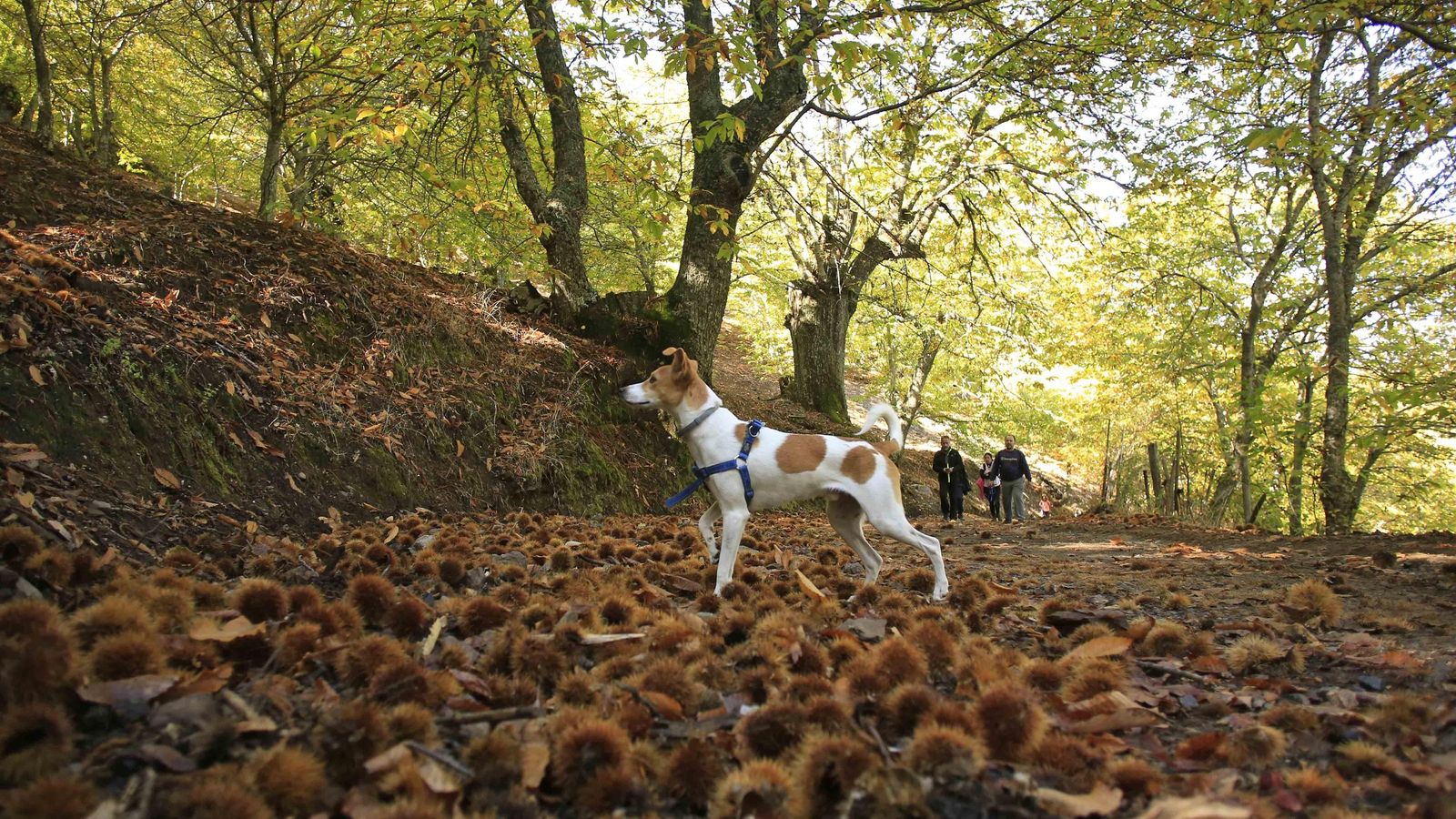 El Bosque de Cobre en este otoño raro.