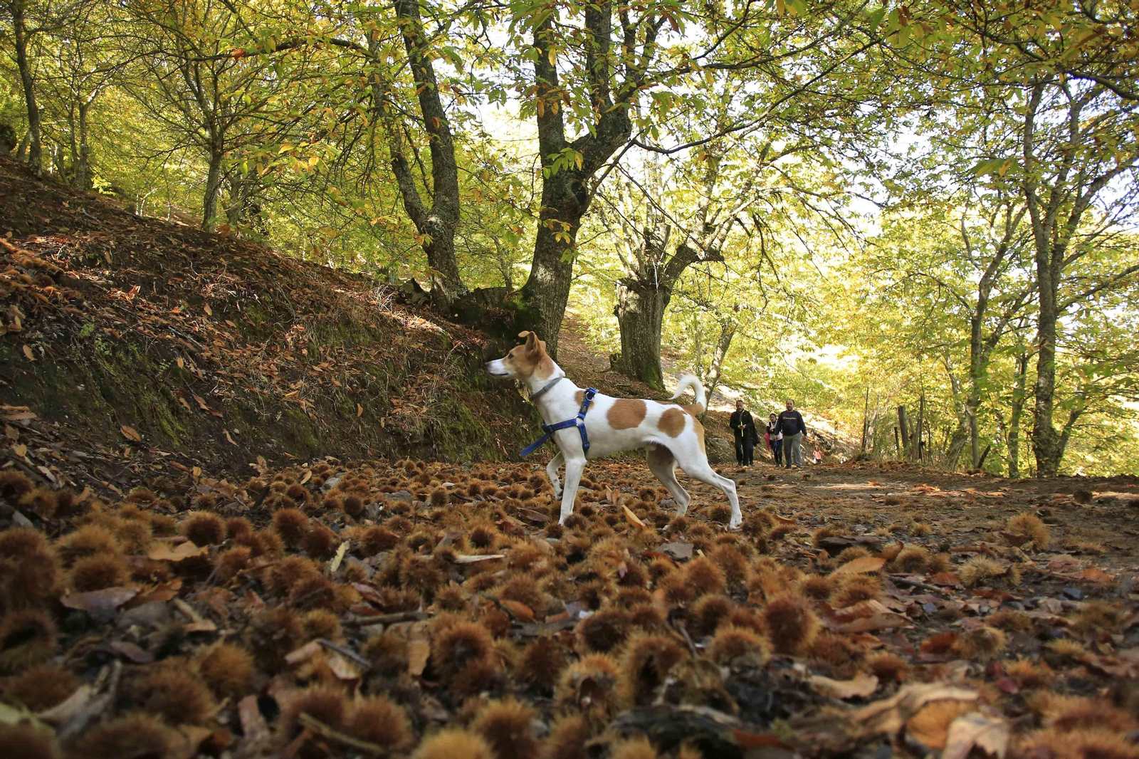 El Bosque de Cobre en el primer otoño de la pandemia