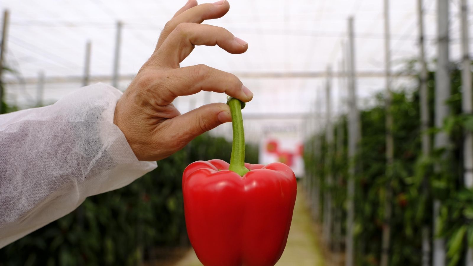 Arabesca, pimiento california rojo de Rijk Zwaan