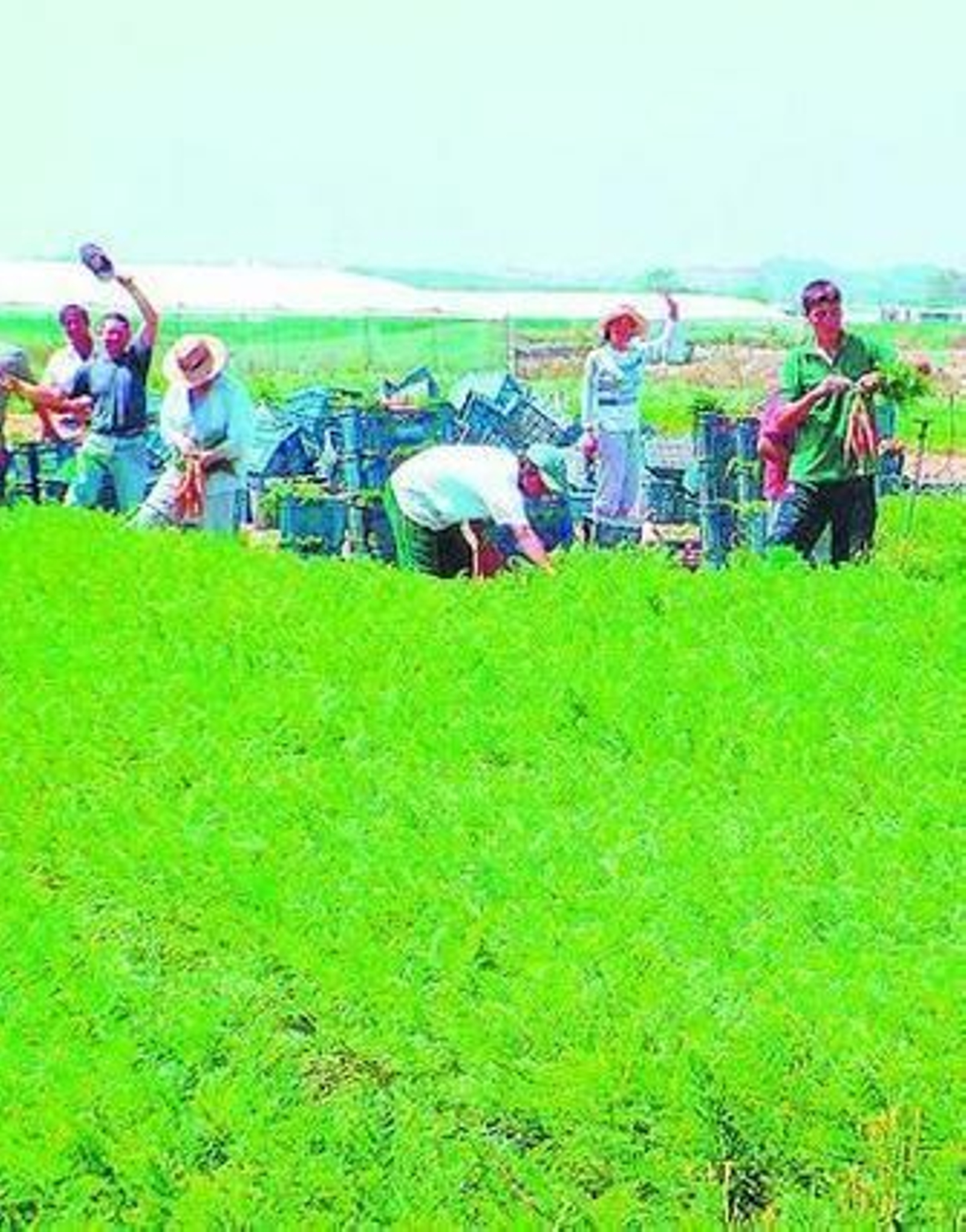 Las subvenciones agrícolas son básicas en el mercado globalizado. Las subvenciones agrícolas son básicas en el mercado globalizado.